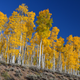 Pando (Utah). Wikimedia Commons